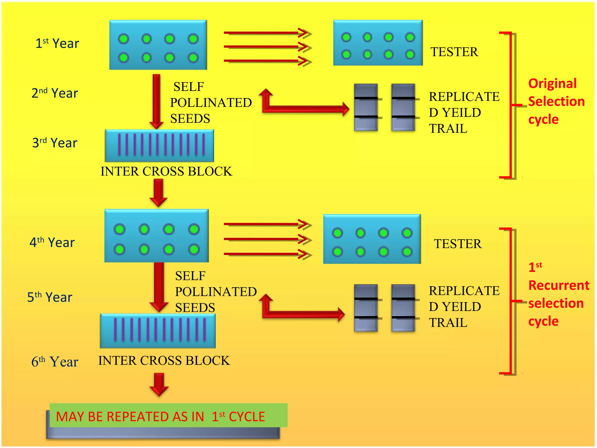 6th
Year
MAY BE REPEATED AS IN 1st
CYCLE
Original
Selection
cycle
SELF
POLLINATED
SEEDS
SELF
POLLINATED
SEEDS
TESTER
INTER CROSS BLOCK
INTER CROSS BLOCK
TESTER
REPLICATE
D YEILD
TRAIL
REPLICATE
D YEILD
TRAIL
1st
Recurrent
selection
cycle
1st
Year
2nd
Year
3rd
Year
4th
Year
5th
Year
 