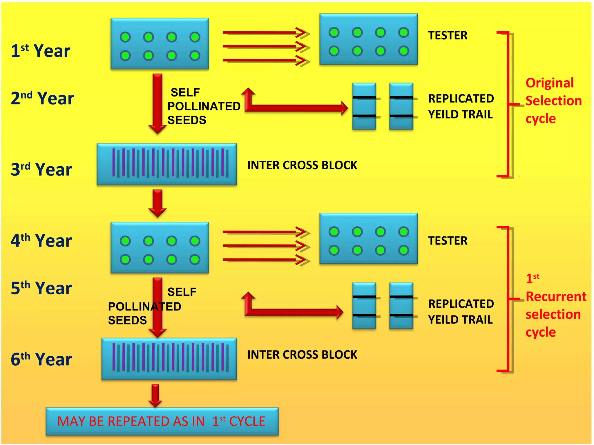1st
Year
2nd
Year
3rd
Year
4th
Year
5th
Year
6th
Year
MAY BE REPEATED AS IN 1st
CYCLE
Original
Selection
cycle
1st
Recurrent
selection
cycle
SELF
POLLINATED
SEEDS
SELF
POLLINATED
SEEDS
TESTER
REPLICATED
YEILD TRAIL
TESTER
REPLICATED
YEILD TRAIL
INTER CROSS BLOCK
INTER CROSS BLOCK
 