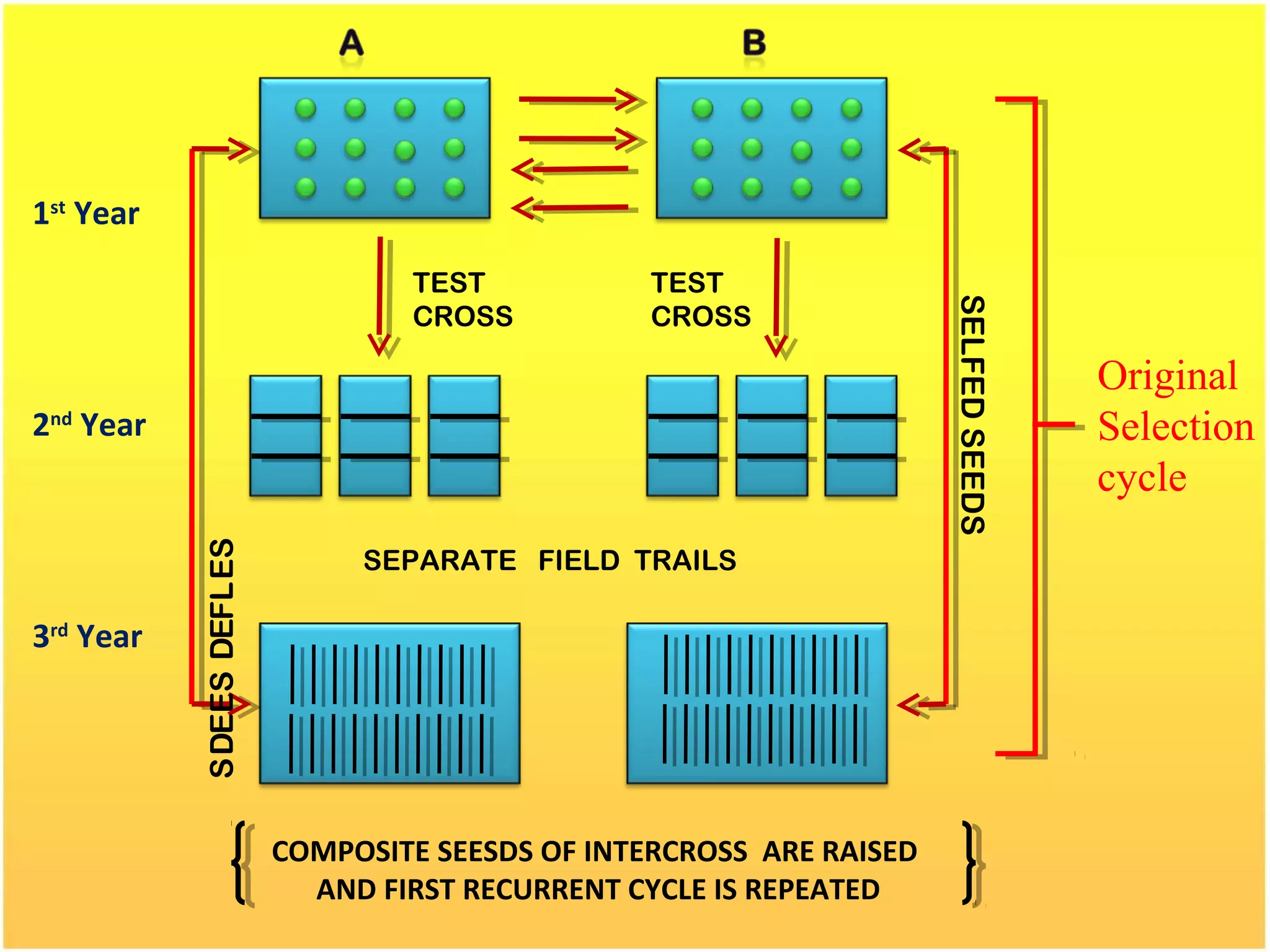 1st
Year
2nd
Year
3rd
Year
TEST
CROSS
TEST
CROSS
SEPARATE FIELD TRAILS
SELFEDSEEDS
SELFEDSEEDS
Original
Selection
cycle
COMPOSITE SEESDS OF INTERCROSS ARE RAISED
AND FIRST RECURRENT CYCLE IS REPEATED
 