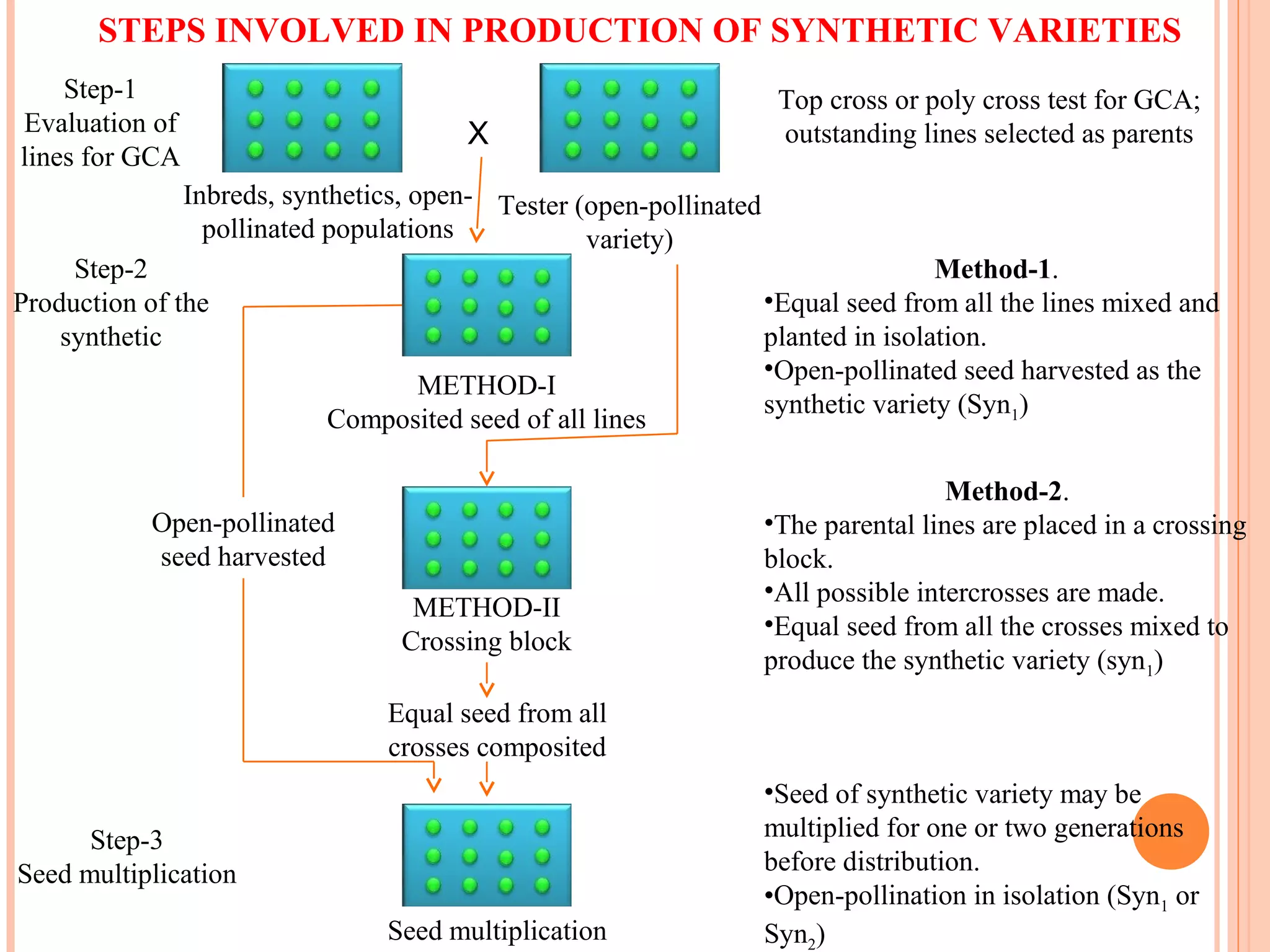 Inbreds, synthetics, open-
pollinated populations
X
Tester (open-pollinated
variety)
METHOD-I
Composited seed of all lines
METHOD-II
Crossing block
Equal seed from all
crosses composited
Seed multiplication
Open-pollinated
seed harvested
Step-1
Evaluation of
lines for GCA
Step-2
Production of the
synthetic
Step-3
Seed multiplication
Top cross or poly cross test for GCA;
outstanding lines selected as parents
Method-1.
•Equal seed from all the lines mixed and
planted in isolation.
•Open-pollinated seed harvested as the
synthetic variety (Syn1)
Method-2.
•The parental lines are placed in a crossing
block.
•All possible intercrosses are made.
•Equal seed from all the crosses mixed to
produce the synthetic variety (syn1)
•Seed of synthetic variety may be
multiplied for one or two generations
before distribution.
•Open-pollination in isolation (Syn1 or
Syn2)
STEPS INVOLVED IN PRODUCTION OF SYNTHETIC VARIETIES
 