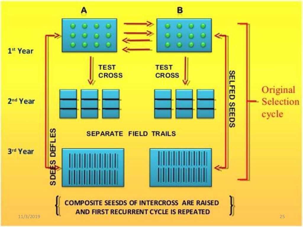 Breeding Methods In Cross Pollinated Crops