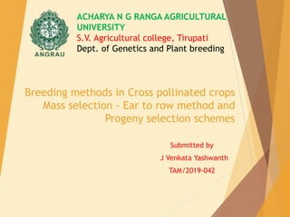 Breeding methods in Cross pollinated crops
Mass selection - Ear to row method and
Progeny selection schemes
Submitted by
J Venkata Yashwanth
TAM/2019-042
ACHARYA N G RANGA AGRICULTURAL
UNIVERSITY
S.V. Agricultural college, Tirupati
Dept. of Genetics and Plant breeding
 