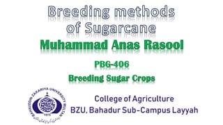 College of Agriculture
BZU, BahadurSub-Campus Layyah
 