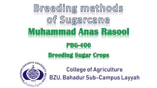 College of Agriculture
BZU, Bahadur Sub-Campus Layyah
 