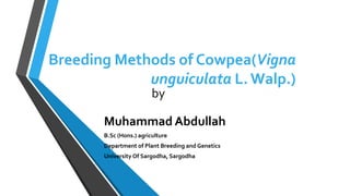 Breeding Methods of Cowpea(Vigna
unguiculata L. Walp.)
by
Muhammad Abdullah
B.Sc (Hons.) agriculture
Department of Plant Breeding and Genetics
University Of Sargodha, Sargodha
 
