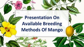 Presentation On
Available Breeding
Methods Of Mango
 