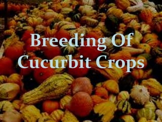 Breeding Of
Cucurbit Crops
 