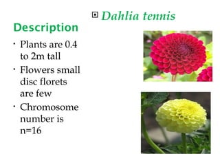 Introduction, Crop improvement, floral biology and Varieties of Dahlia.pptx