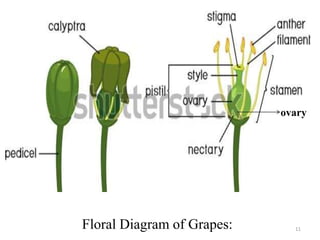 Breeding of grapes | PPTX