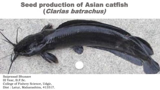 Seed production of Asian catfish
(Clarias batrachus)
Saiprasad Bhusare
III Year, B.F.Sc.
College of Fishery Science, Udgir,
Dist : Latur, Maharashtra, 413517.
 