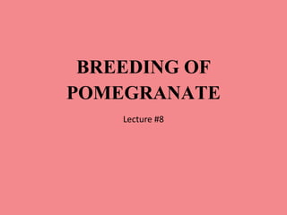 BREEDING OF
POMEGRANATE
Lecture #8
 