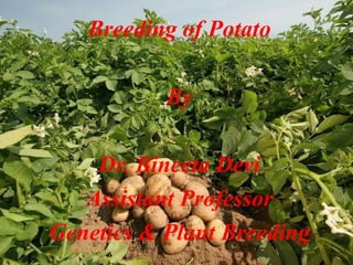 Breeding of Potato
By
Dr. Bineeta Devi
Assistant Professor
Genetics & Plant Breeding
 