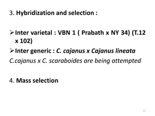 3. Hybridization and selection :
Inter varietal : VBN 1 ( Prabath x NY 34) (T.12
x 102)
Inter generic : C. cajanus x Cajanus lineata
C.cajanus x C. scaraboides are being attempted
4. Mass selection
11
 