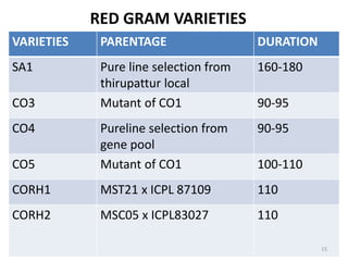 VARIETIES PARENTAGE DURATION
SA1 Pure line selection from
thirupattur local
160-180
CO3 Mutant of CO1 90-95
CO4 Pureline selection from
gene pool
90-95
CO5 Mutant of CO1 100-110
CORH1 MST21 x ICPL 87109 110
CORH2 MSC05 x ICPL83027 110
RED GRAM VARIETIES
15
 