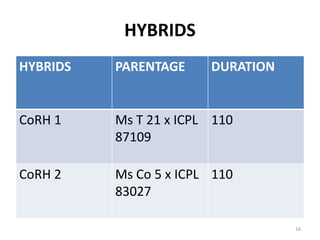 HYBRIDS
HYBRIDS PARENTAGE DURATION
CoRH 1 Ms T 21 x ICPL
87109
110
CoRH 2 Ms Co 5 x ICPL
83027
110
16
 