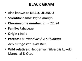 BLACK GRAM
• Also known as URAD, ULUNDU
• Scientific name: Vigna mungo
• Chromosome number: 2n = 22, 24
• Family: Fabaceae
• Origin : India
• Parents : V. trinerivus / V. Sublobata
or V.mungo var. sylvestris.
• Wild relatives: Hepper var. Silvestris Lukoki,
Marechal & Otoul
17
 