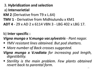 3. Hybridization and selection
a) Intervarietial
KM 2 (Derivative from T9 x L.64)
TMV 1 - Derivative from Midhiulundu x KM1
ADT 4 - 29 x AD 2 x 6114 VBN 3 - LBG 402 x LBG 17.
b) Inter specific :
Vigna mungo x V.mungo var.sylvestris - Pant nagar.
 YMV resistant lines obtained. But pod shatters.
 More number of Back crosses suggested.
Vigna mungo x V.radiata for increasing pod length,
digestibility.
 Sterility is the main problem. Few plants obtained
revert back to parental form.
21
 