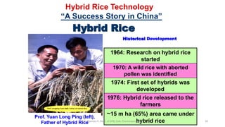 Breeding of rice | PDF
