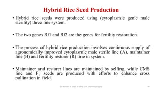 Breeding of rice | PDF