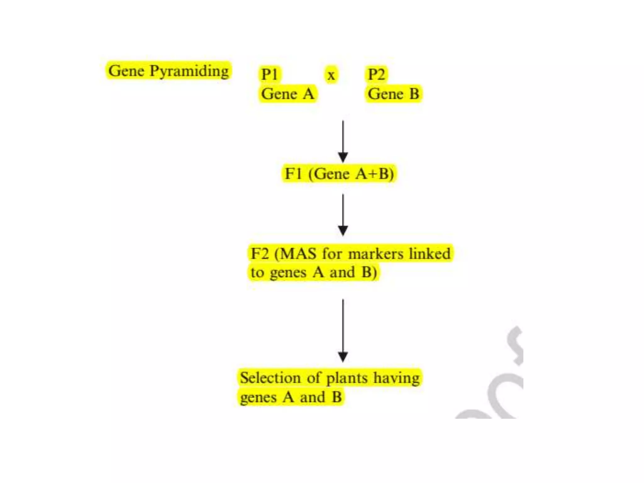 Breeding of rice.pptx