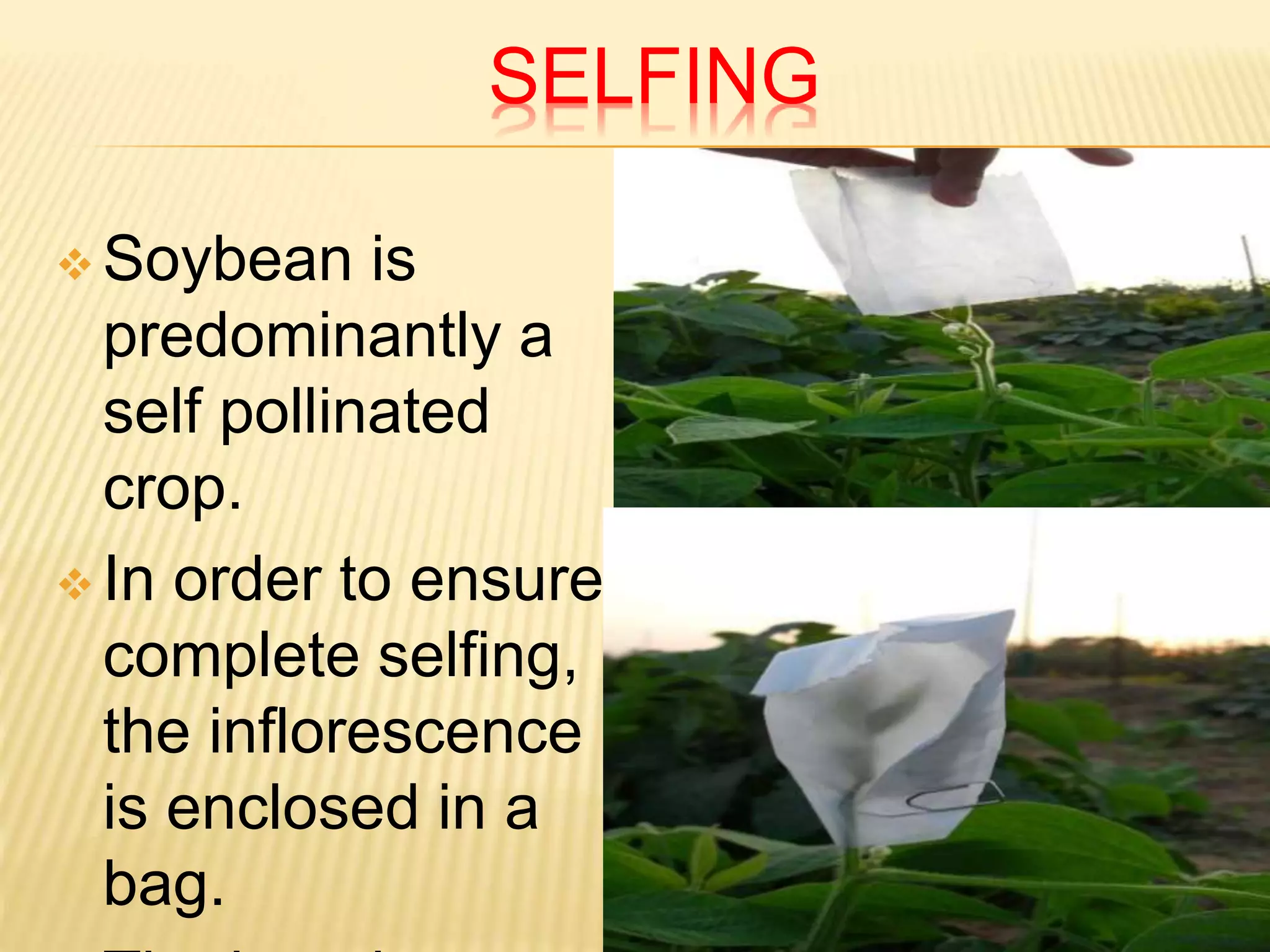 SELFING
 Soybean is
predominantly a
self pollinated
crop.
 In order to ensure
complete selfing,
the inflorescence
is enclosed in a
bag.
 