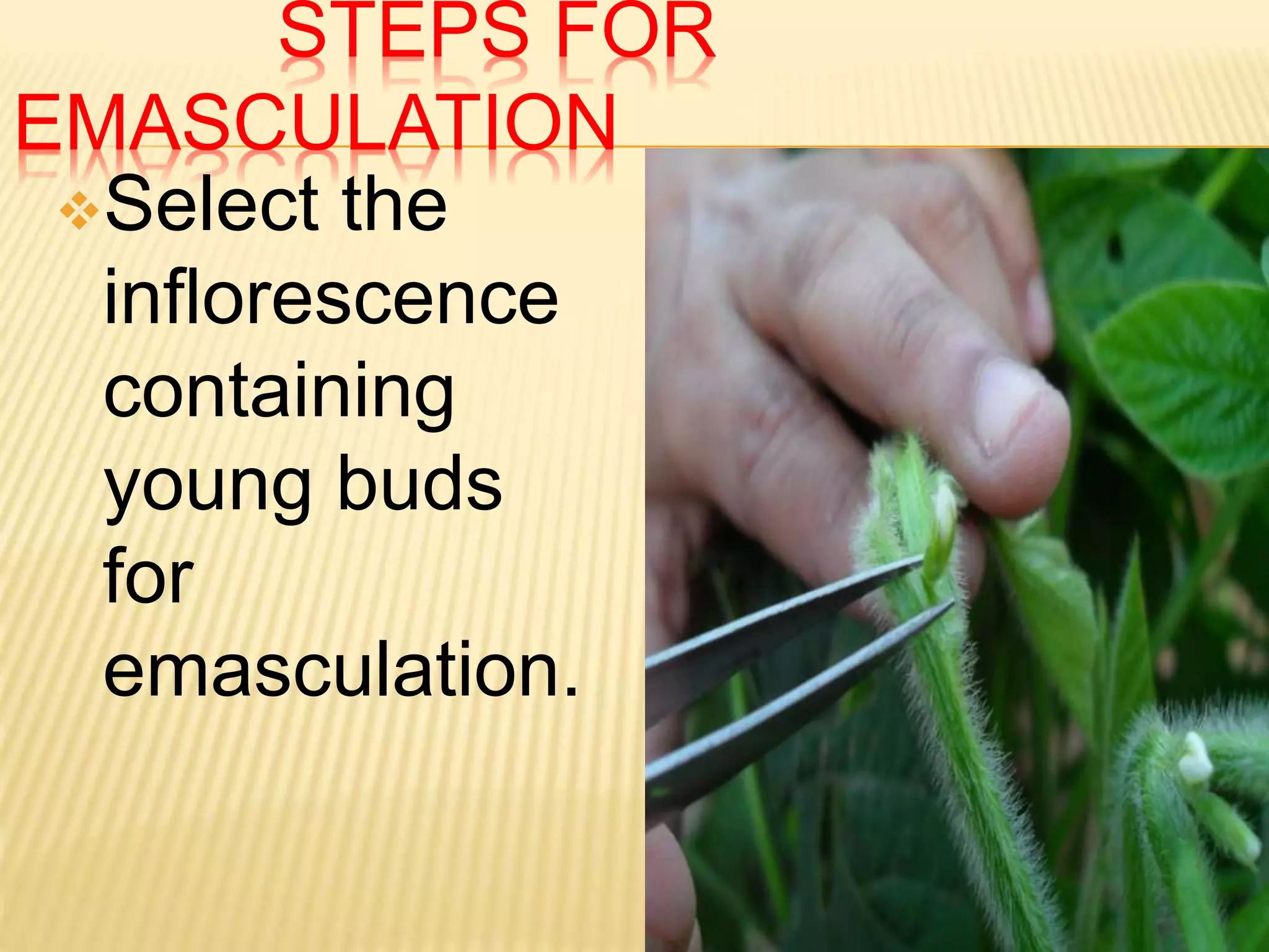 STEPS FOR
EMASCULATION
Select the
inflorescence
containing
young buds
for
emasculation.
 
