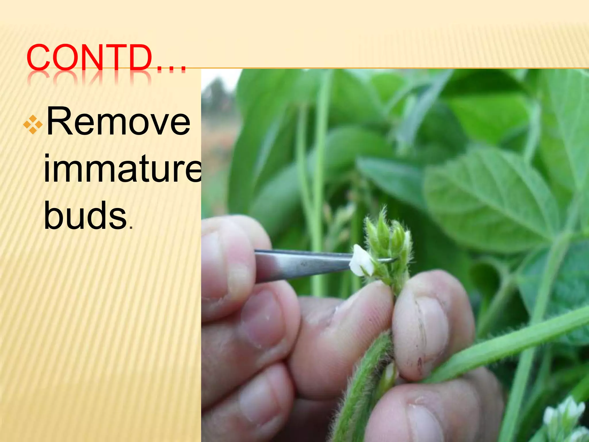 CONTD…
Remove the
immature
buds.
 