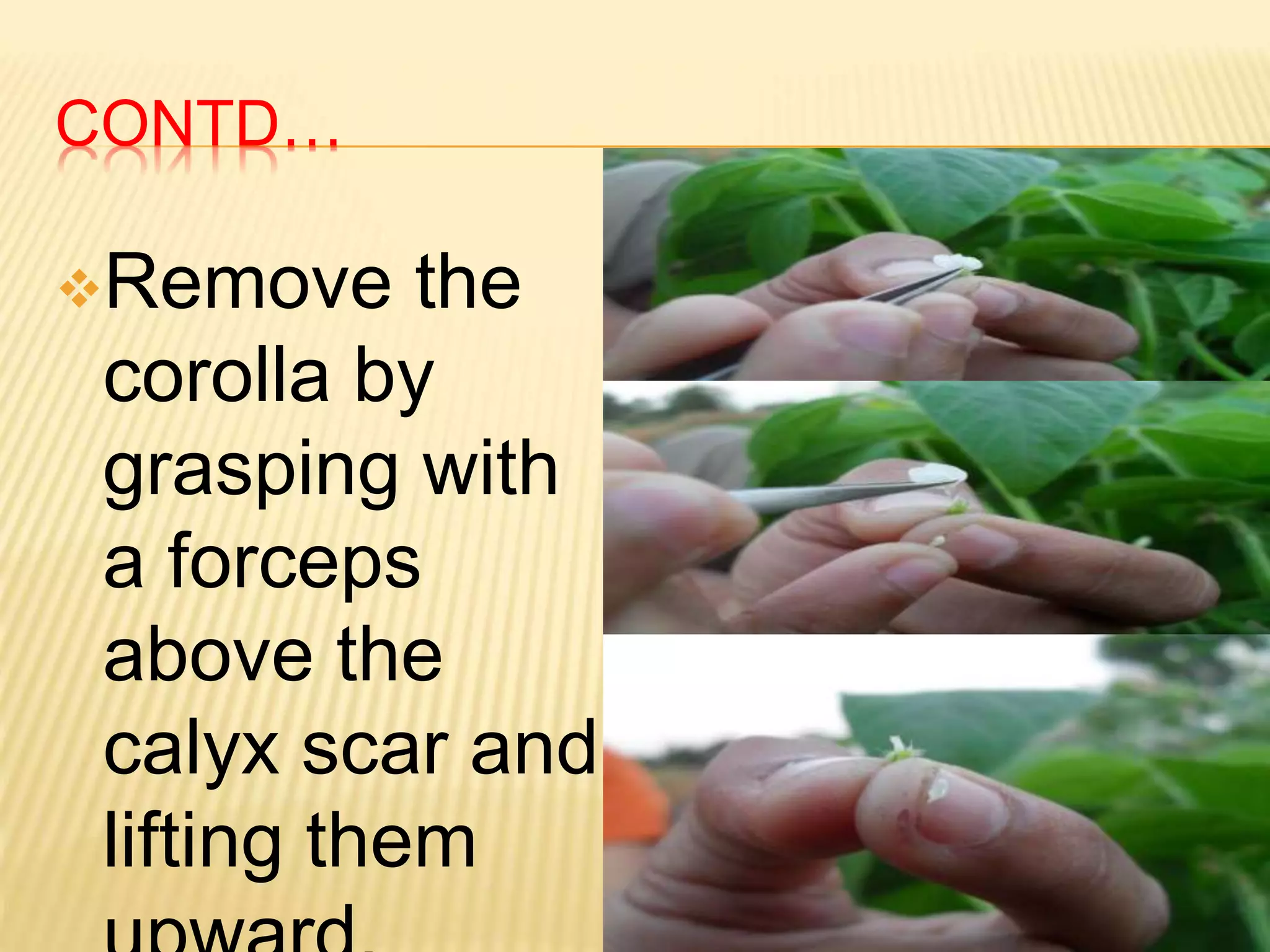 CONTD…
Remove the
corolla by
grasping with
a forceps
above the
calyx scar and
lifting them
 