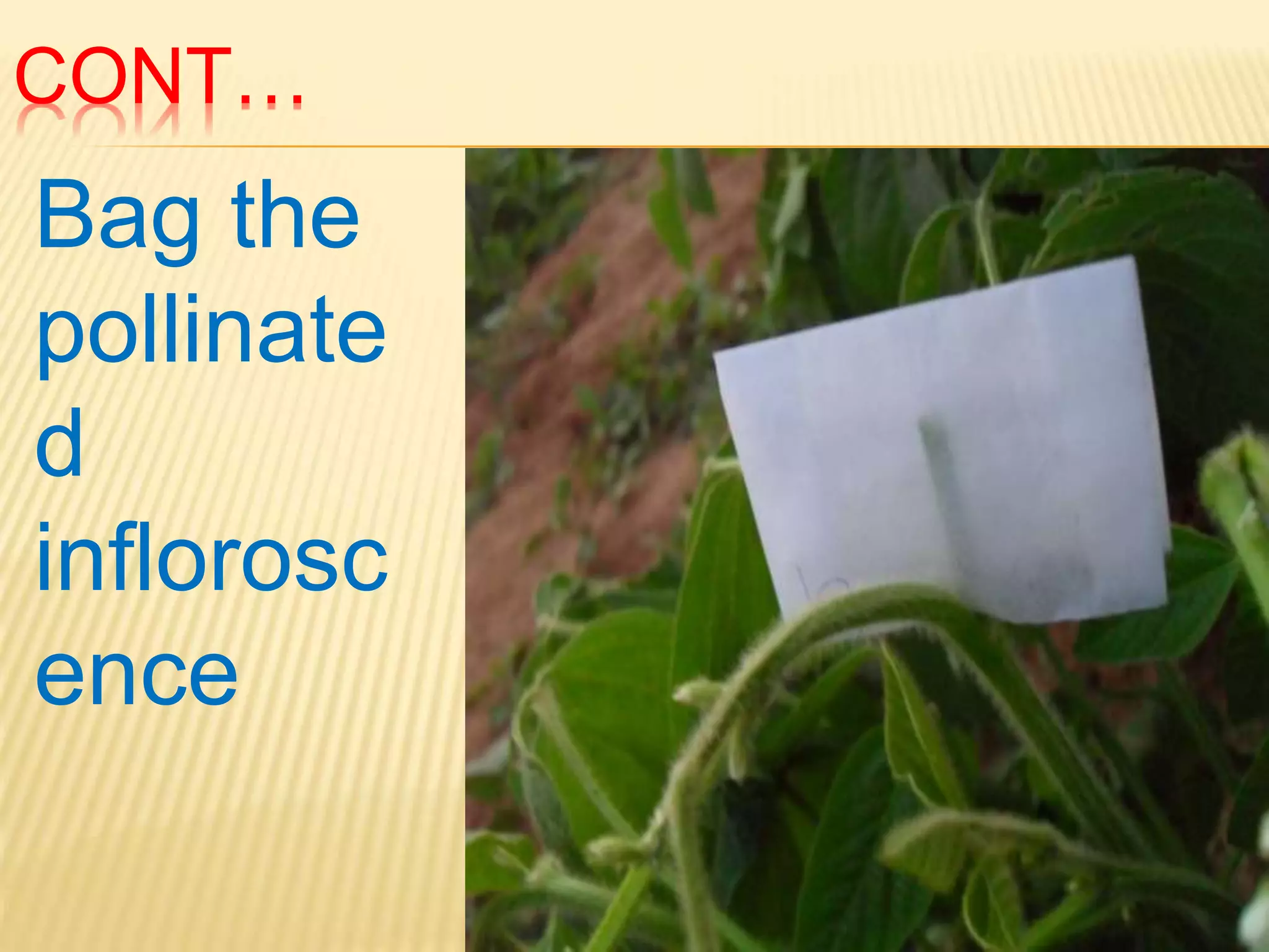 CONT…
Bag the
pollinate
d
inflorosc
ence
 