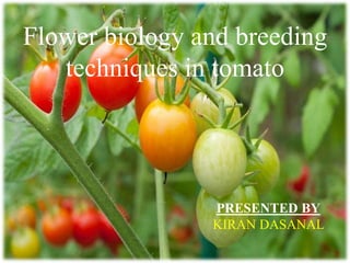 Flower biology and breeding
techniques in tomato
PRESENTED BY
KIRAN DASANAL
 