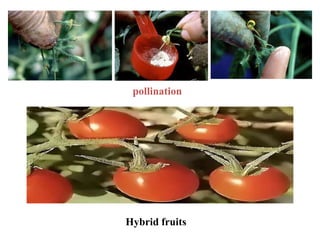 Floral biology and breeding techniques in tomato