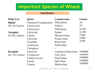 13
Classification :
Important Species of Wheat
Dr. Mamata K, Dept. of GPB, Chamarajanagara
 