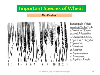 Classification :
14
Important Species of Wheat
Dr. Mamata K, Dept. of GPB, Chamarajanagara
 