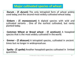 Major cultivated species of wheat
• Durum - (T. durum) The only tetraploid form of wheat widely
used today, and the second most widely cultivated wheat today.
• Einkorn - (T. monococcum) A diploid species with wild and
cultivated variants . One of the earliest cultivated, but rarely
planted today.
• Common Wheat or Bread wheat - (T. aestivum) A hexaploid
species that is the most widely cultivated in the world.
• Emmer - (T. dicocum) A tetraploid species, cultivated in ancient
times but no longer in widespreaduse.
• Spelta - (T. spelta) Another hexaploid species cultivated in limited
quantities.
15Dr. Mamata K, Dept. of GPB, Chamarajanagara
 