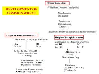 16
DEVELOPMENT OF
COMMON WHEAT
 