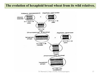 The evolution of hexaploid bread wheat from its wild relatives.
17Dr. Mamata K, Dept. of GPB, Chamarajanagara
 
