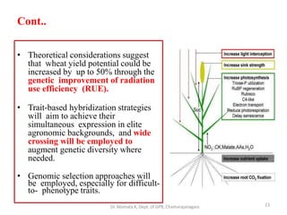 Cont..
• Theoretical considerations suggest
that wheat yield potential could be
increased by up to 50% through the
genetic improvement of radiation
use efficiency (RUE).
• Trait-based hybridization strategies
will aim to achieve their
simultaneous expression in elite
agronomic backgrounds, and wide
crossing will be employed to
augment genetic diversity where
needed.
• Genomic selection approaches will
be employed, especially for difficult-
to- phenotype traits.
23Dr. Mamata K, Dept. of GPB, Chamarajanagara
 