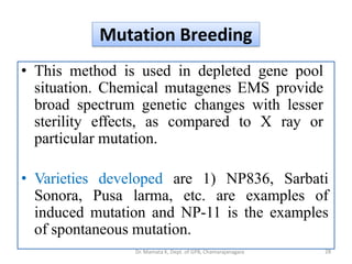 Mutation Breeding
• This method is used in depleted gene pool
situation. Chemical mutagenes EMS provide
broad spectrum genetic changes with lesser
sterility effects, as compared to X ray or
particular mutation.
• Varieties developed are 1) NP836, Sarbati
Sonora, Pusa larma, etc. are examples of
induced mutation and NP-11 is the examples
of spontaneous mutation.
28Dr. Mamata K, Dept. of GPB, Chamarajanagara
 