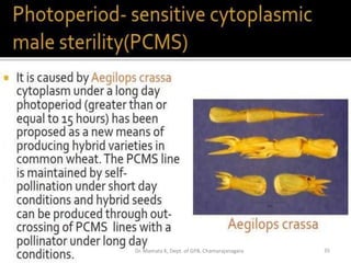 35Dr. Mamata K, Dept. of GPB, Chamarajanagara
 