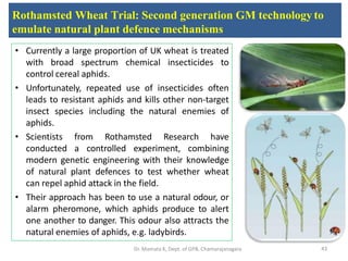Rothamsted Wheat Trial: Second generation GM technology to
emulate natural plant defence mechanisms
• Currently a large proportion of UK wheat is treated
with broad spectrum chemical insecticides to
control cereal aphids.
• Unfortunately, repeated use of insecticides often
leads to resistant aphids and kills other non-target
insect species including the natural enemies of
aphids.
• Scientists from Rothamsted Research have
conducted a controlled experiment, combining
modern genetic engineering with their knowledge
of natural plant defences to test whether wheat
can repel aphid attack in the field.
• Their approach has been to use a natural odour, or
alarm pheromone, which aphids produce to alert
one another to danger. This odour also attracts the
natural enemies of aphids, e.g. ladybirds.
43Dr. Mamata K, Dept. of GPB, Chamarajanagara
 