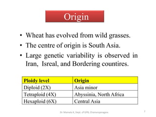 Origin
• Wheat has evolved from wild grasses.
• The centre of origin is South Asia.
• Large genetic variability is observed in
Iran, Isreal, and Bordering countires.
7
Ploidy level Origin
Diploid (2X) Asia minor
Tetraploid (4X) Abyssinia, North Africa
Hexaploid (6X) Central Asia
Dr. Mamata K, Dept. of GPB, Chamarajanagara
 