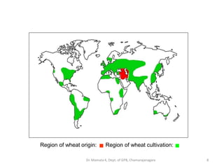 Region of wheat origin: Region of wheat cultivation:
8Dr. Mamata K, Dept. of GPB, Chamarajanagara
 