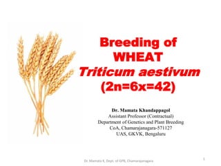 1
Breeding of
WHEAT
Triticum aestivum
(2n=6x=42)
Dr. Mamata Khandappagol
Assistant Professor (Contractual)
Department of Genetics and Plant Breeding
CoA, Chamarajanagara-571127
UAS, GKVK, Bengaluru
Dr. Mamata K, Dept. of GPB, Chamarajanagara
 