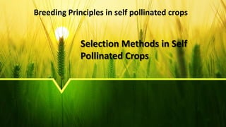 Selection Methods in Self
Pollinated Crops
Breeding Principles in self pollinated crops
 