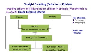 Breeding program options.pptx