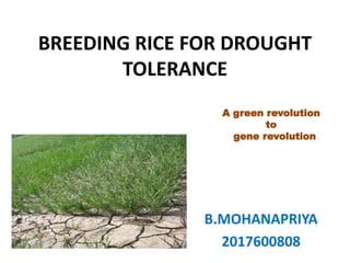 BREEDING RICE FOR DROUGHT
TOLERANCE
B.MOHANAPRIYA
2017600808
A green revolution
to
gene revolution
 