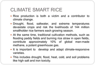 Breeding rice for sustainable agriculture | PPTX