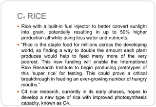 Breeding rice for sustainable agriculture | PPTX