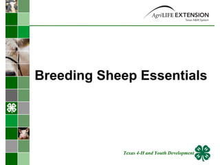 Breeding Sheep Essentials  Texas 4-H and Youth Development 