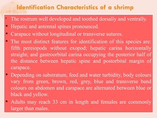 Breeding_shrimp[1].pptx from west bengal | PPTX